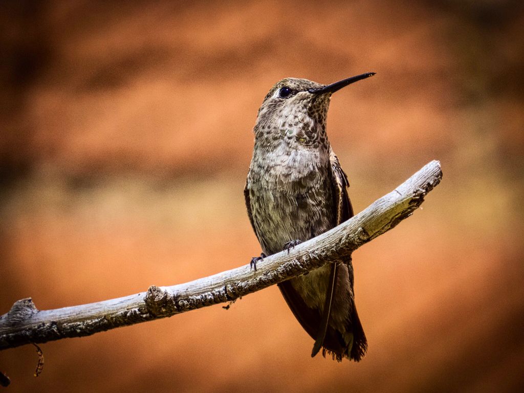 Hummingbirds from backyards and beyond